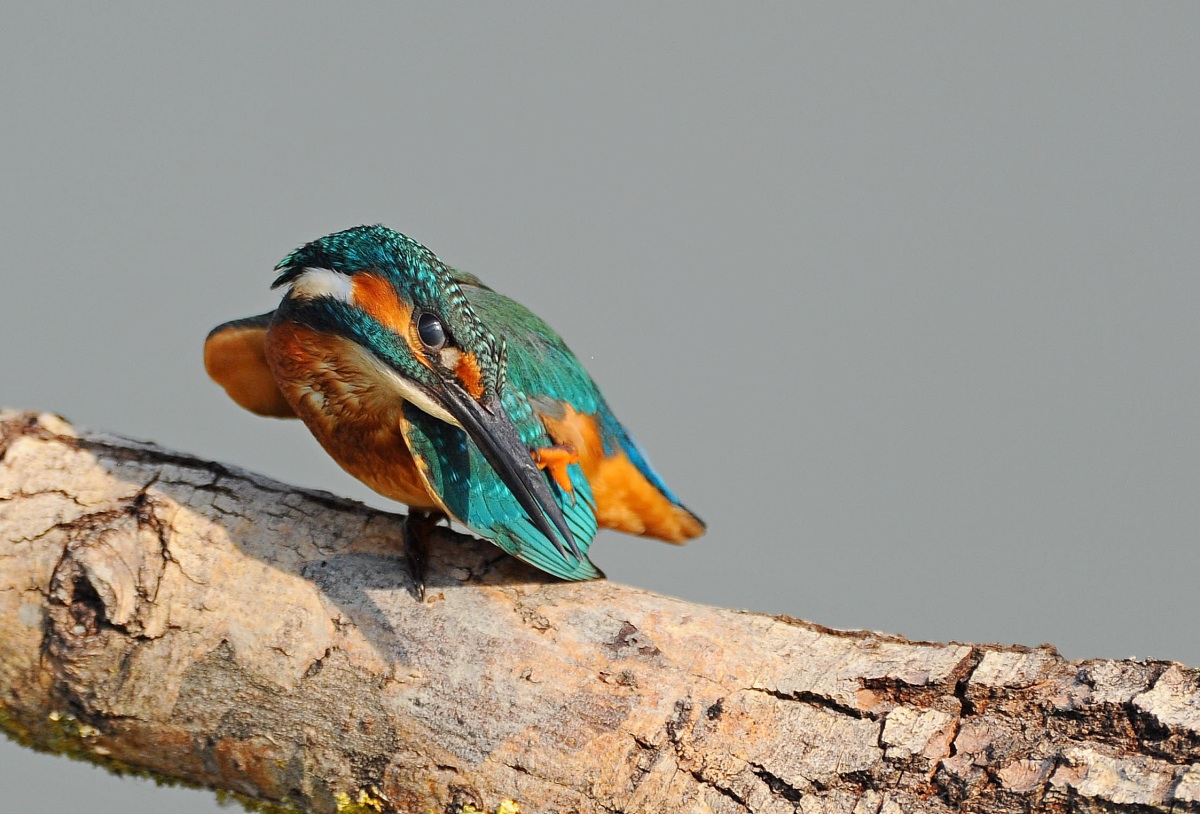 Il mio lato migliore!