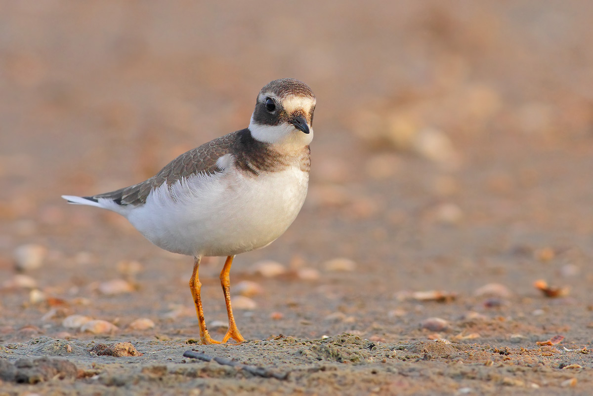 Ringed Plover