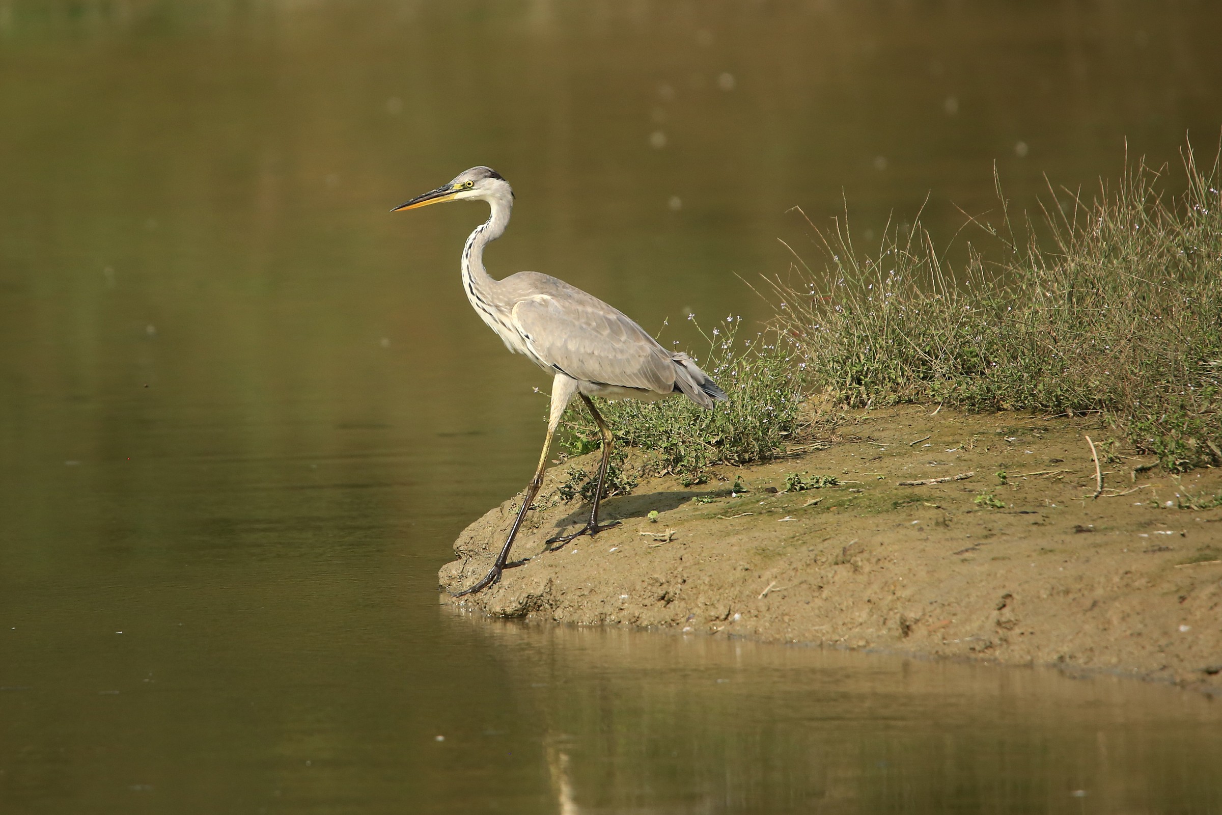 Grey Heron