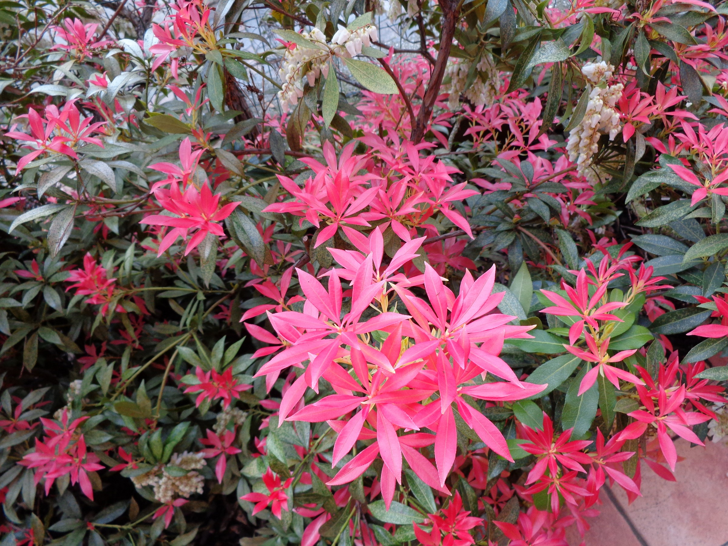 Sfolgorio di rosso nella Pieris