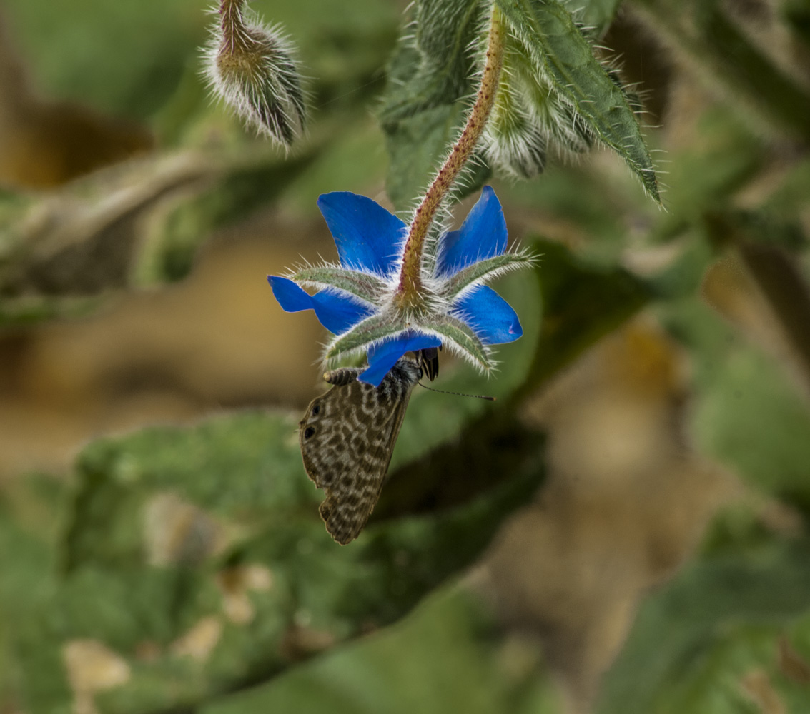 Fiore con Farfallina