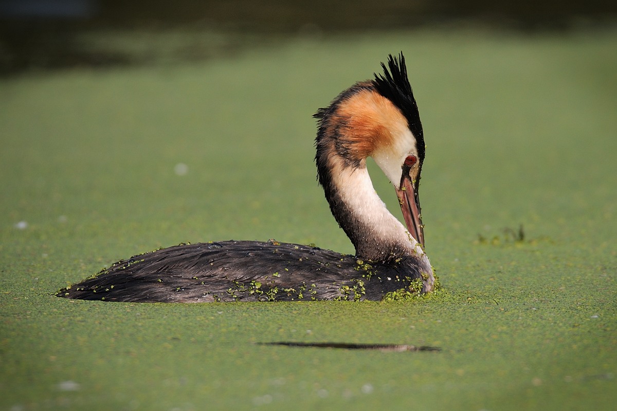 Grebe in green