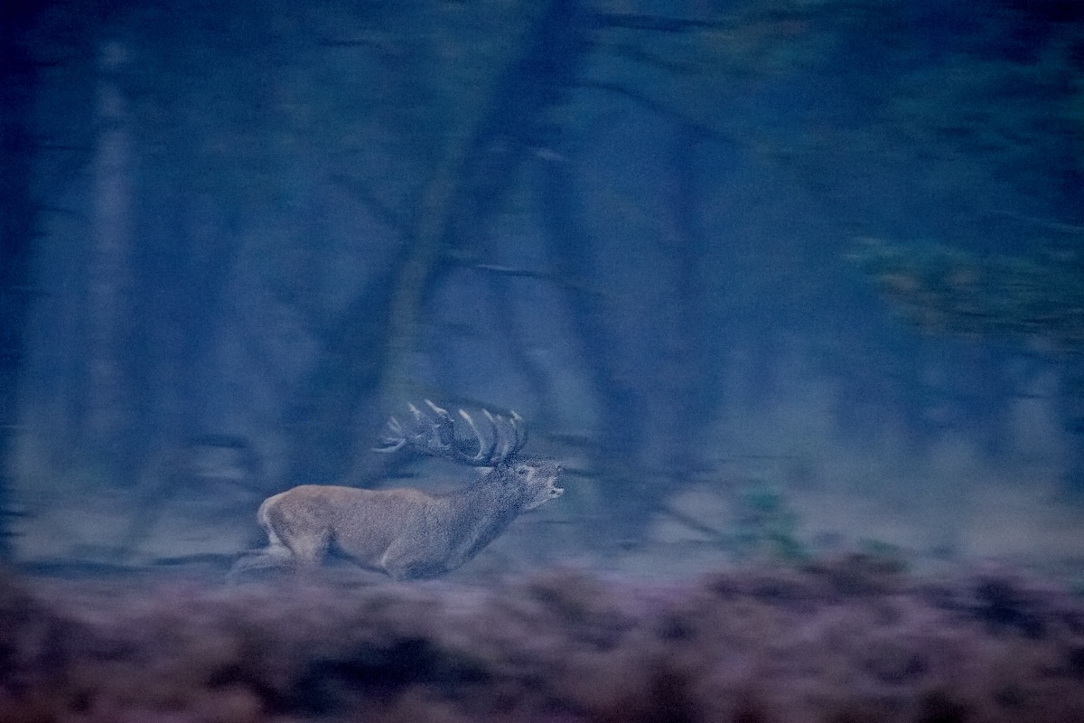 Red deer running in the dark