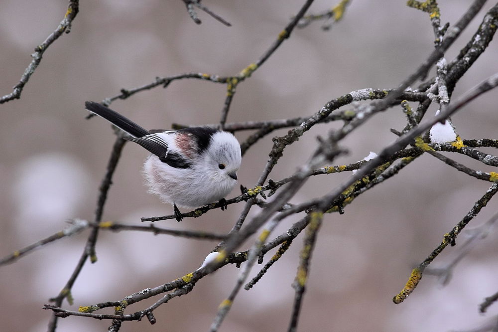 Codibunolo, ssp caudatus
