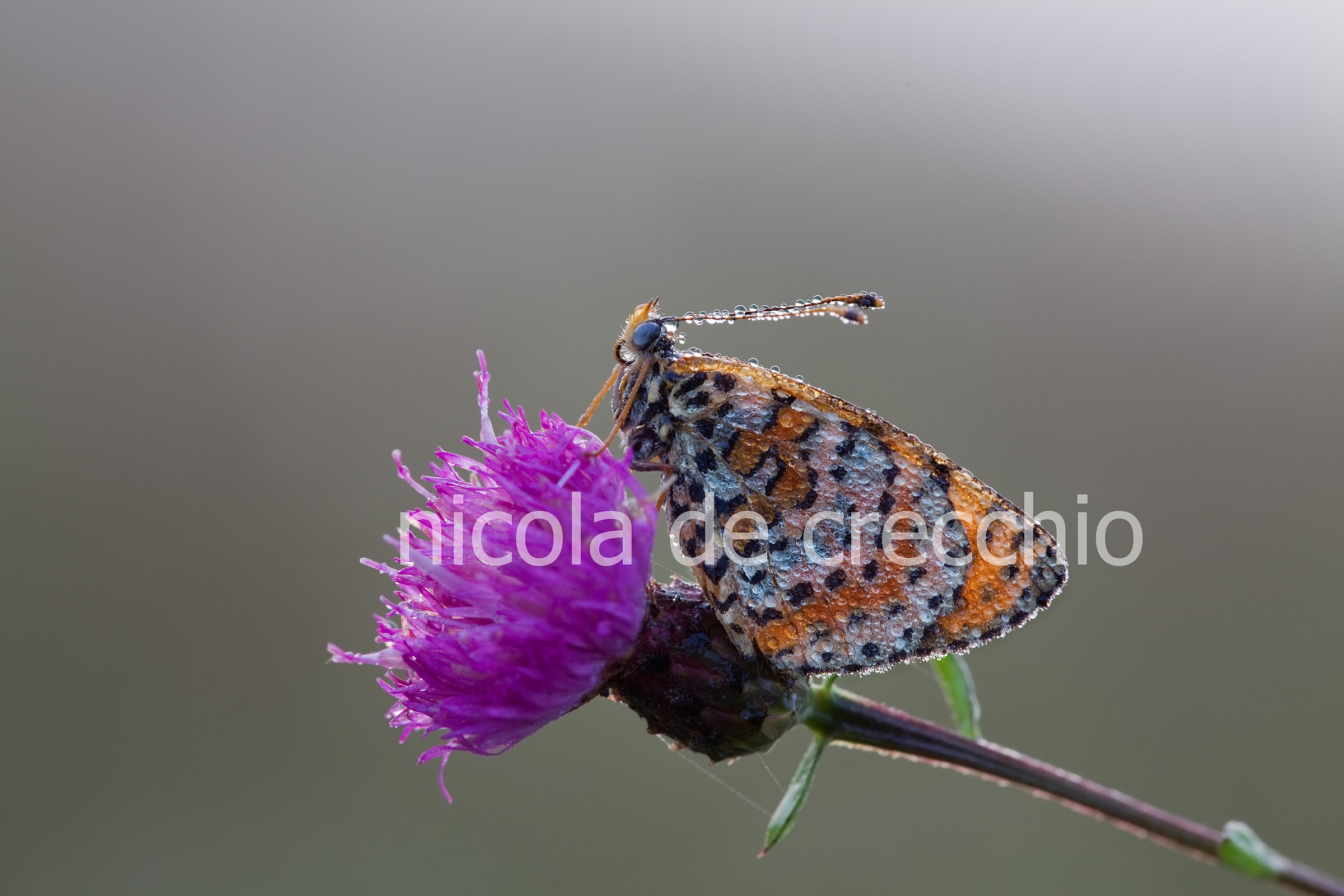 Stavolta prendo il raffreddore!