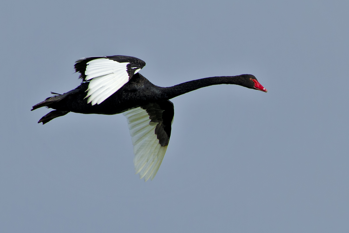 Cigno Nero in volo