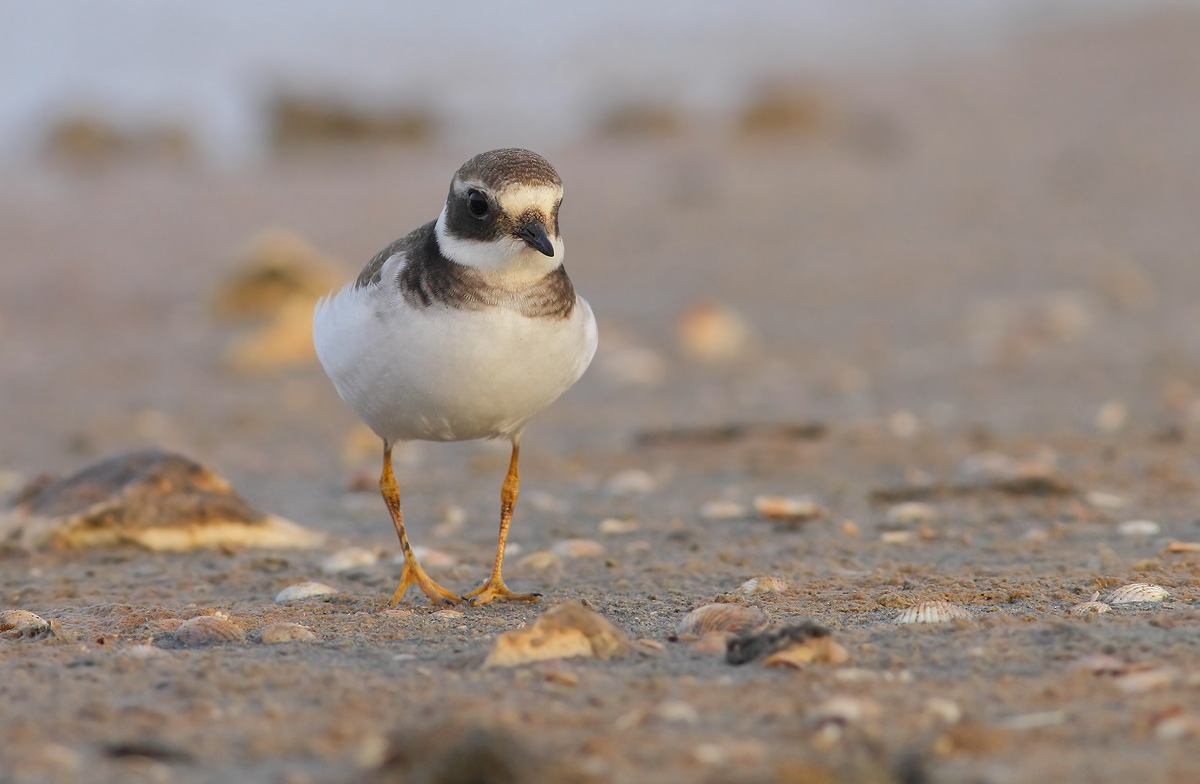 Ringed Plover