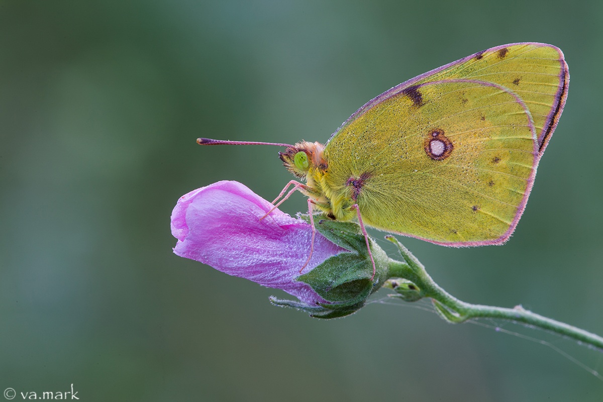 Colias crocea