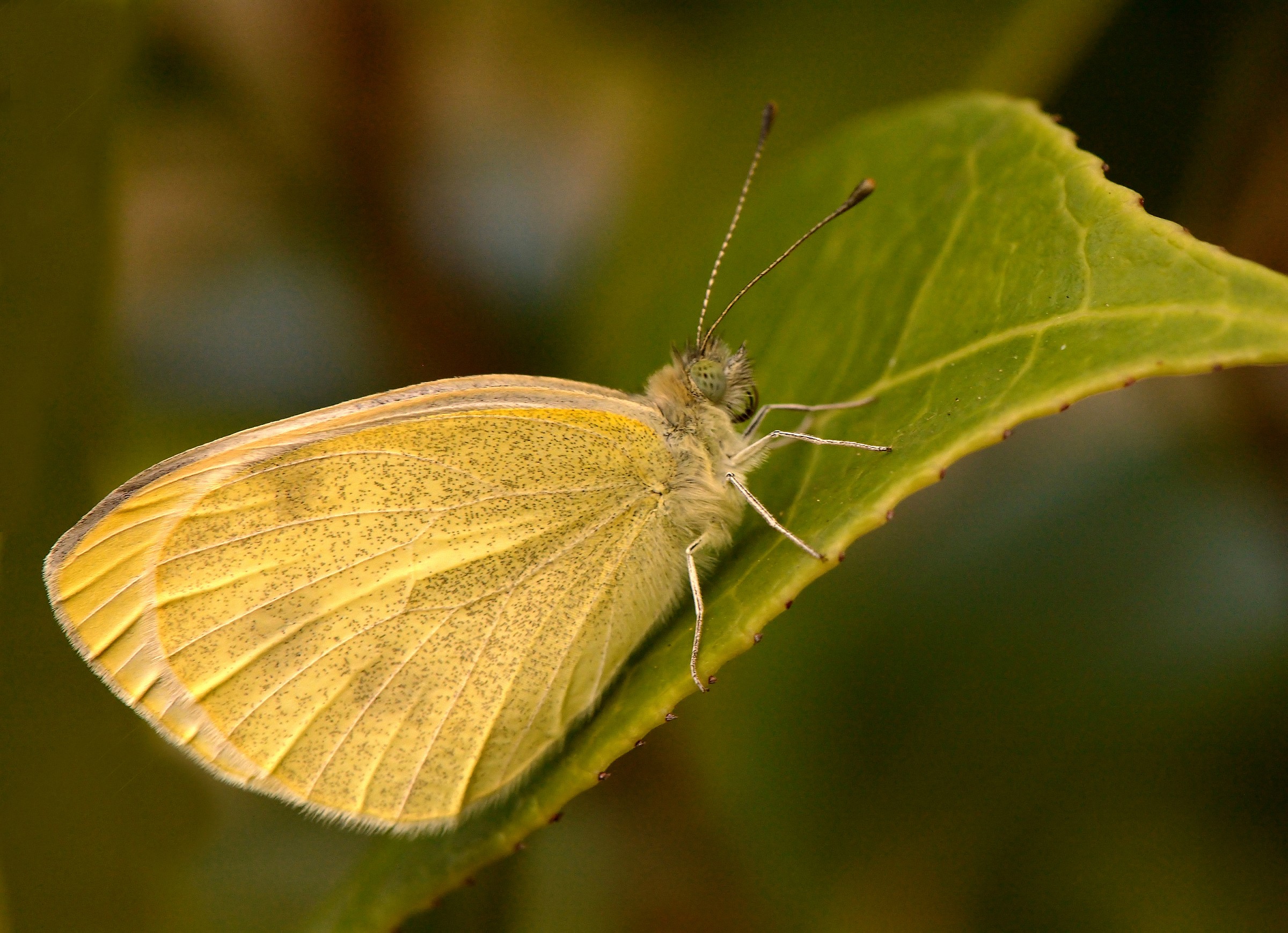 The White Butterfly