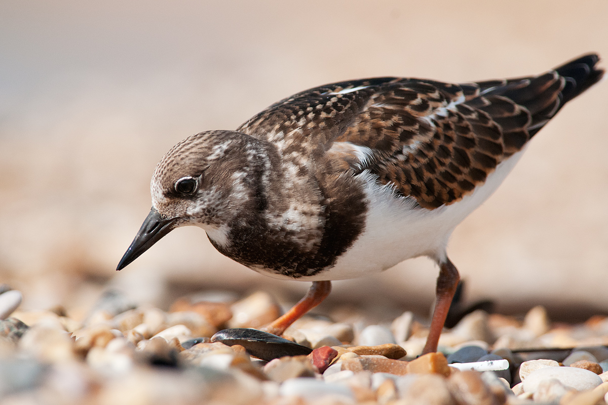 Turnstone
