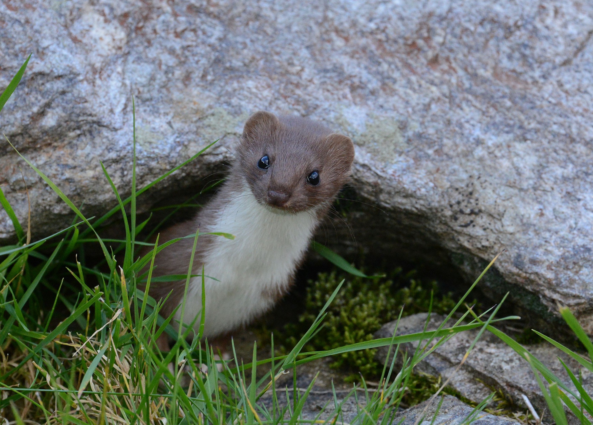 ermine