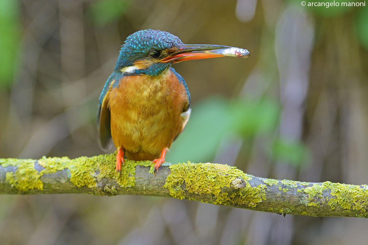 Un quarantesimo per un martino