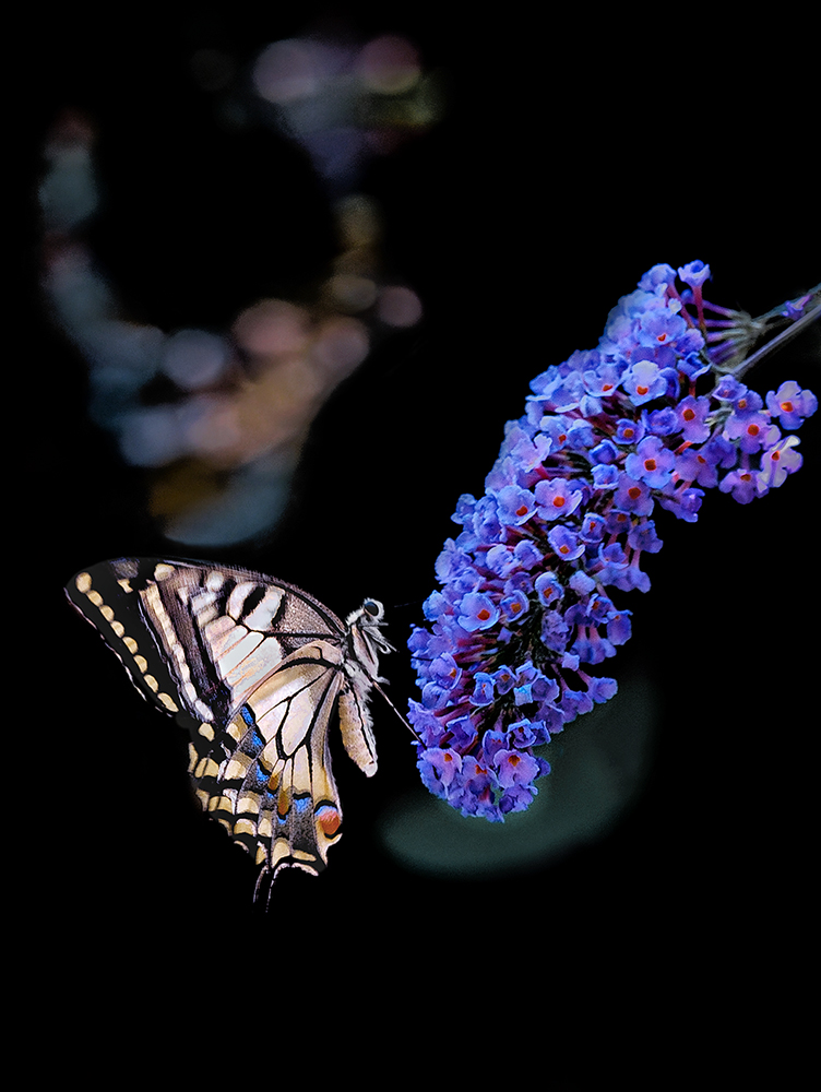 Nell'ultimo raggio di sole