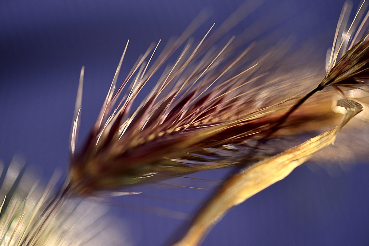 Tu che rinasci ad ogni stagione...