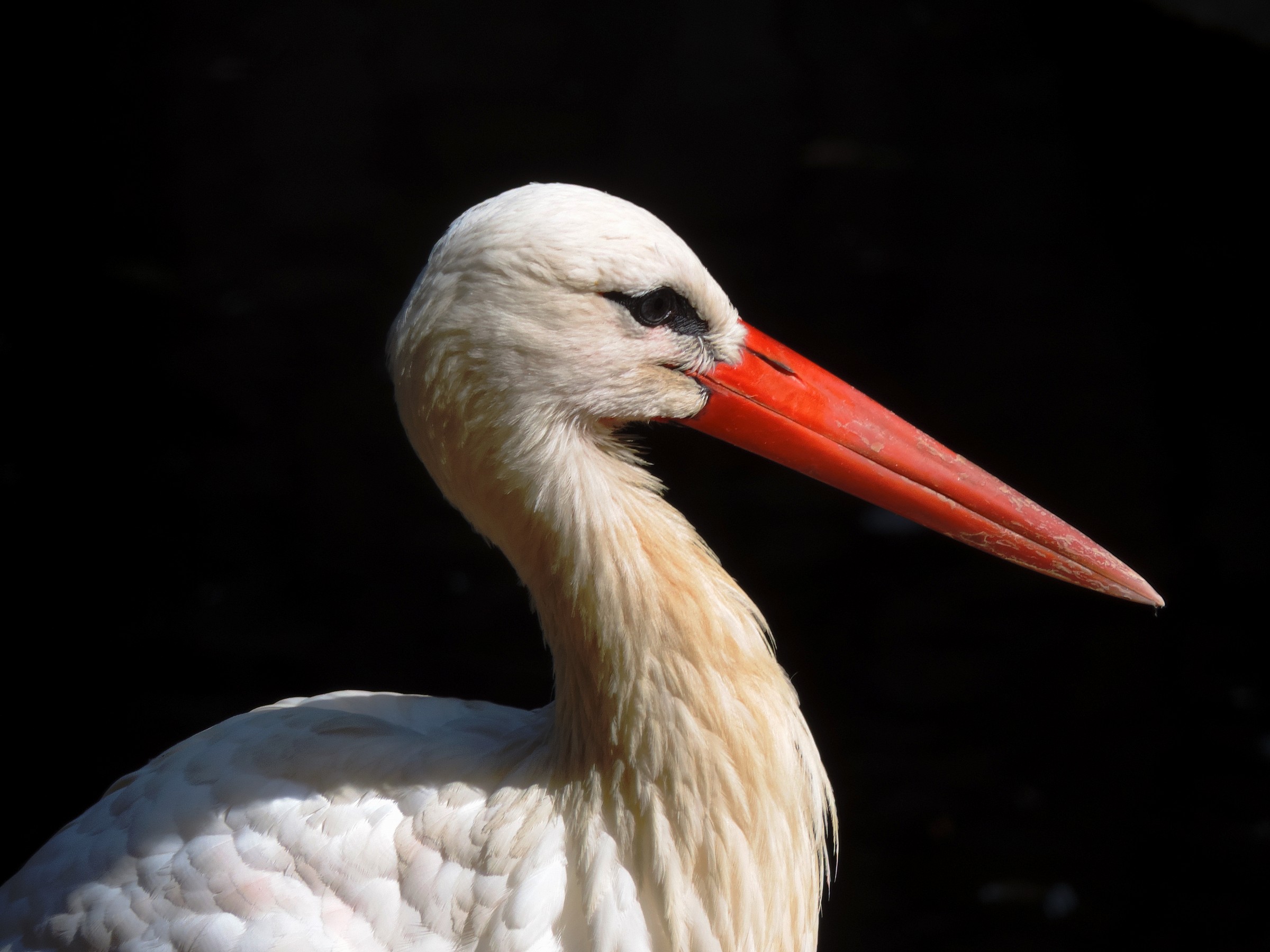 stork