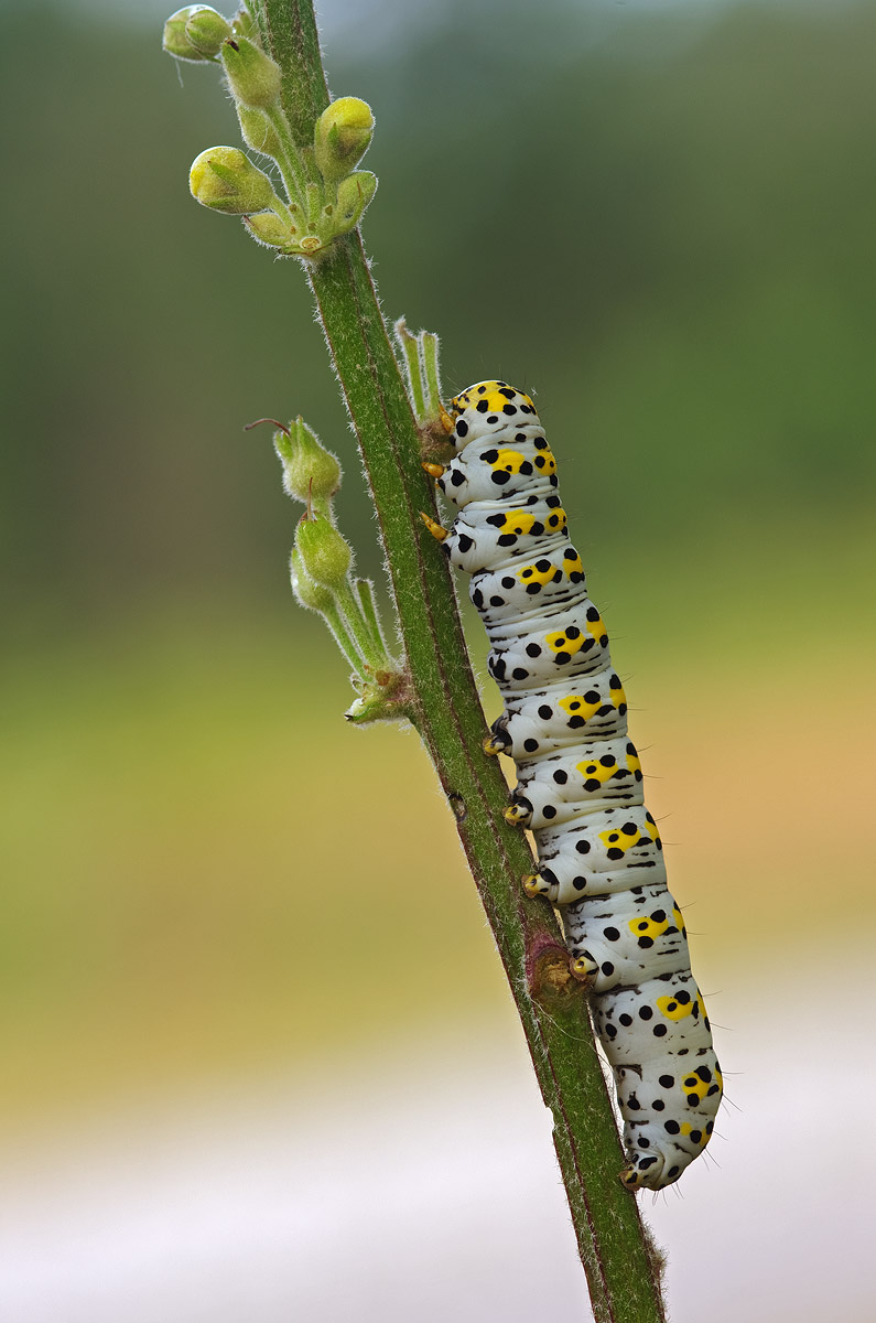 Picking at up and down