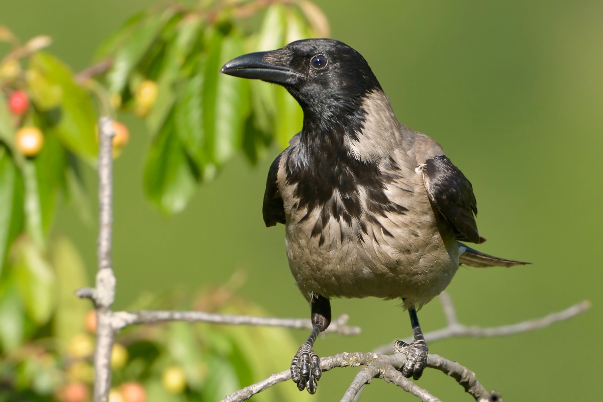 Hooded Crow