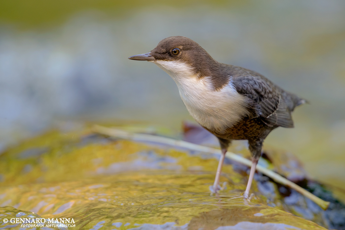 Merlo acquaiolo (Cinclus cinclus)