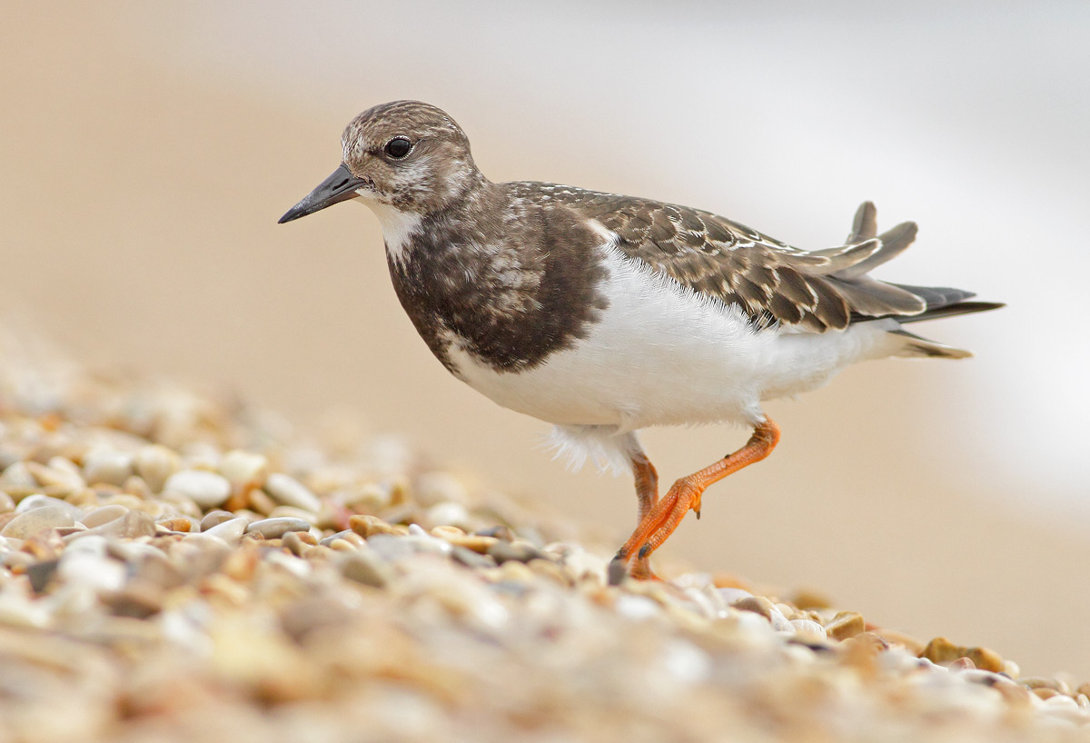 Turnstone