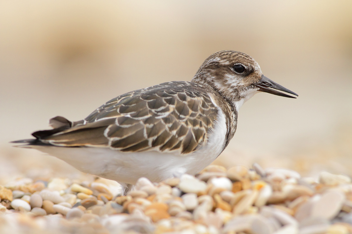 Turnstone