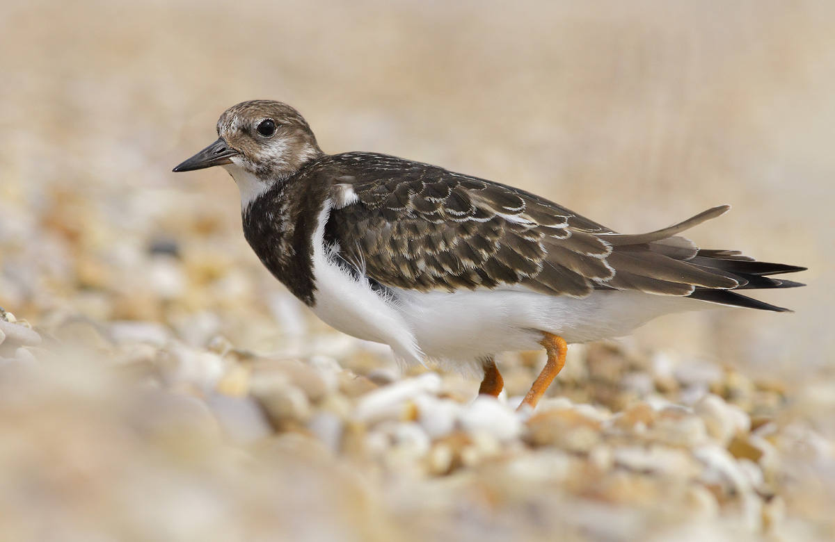 Turnstone