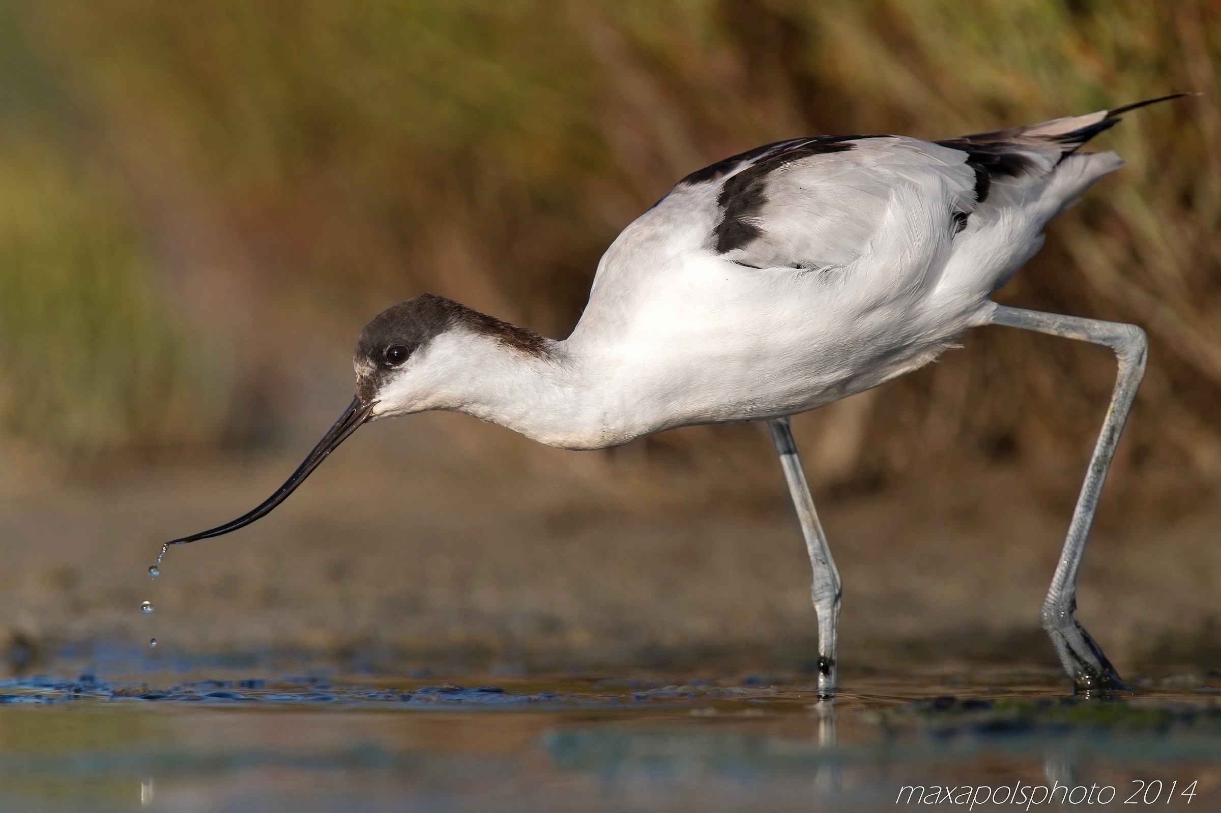 avocet ..