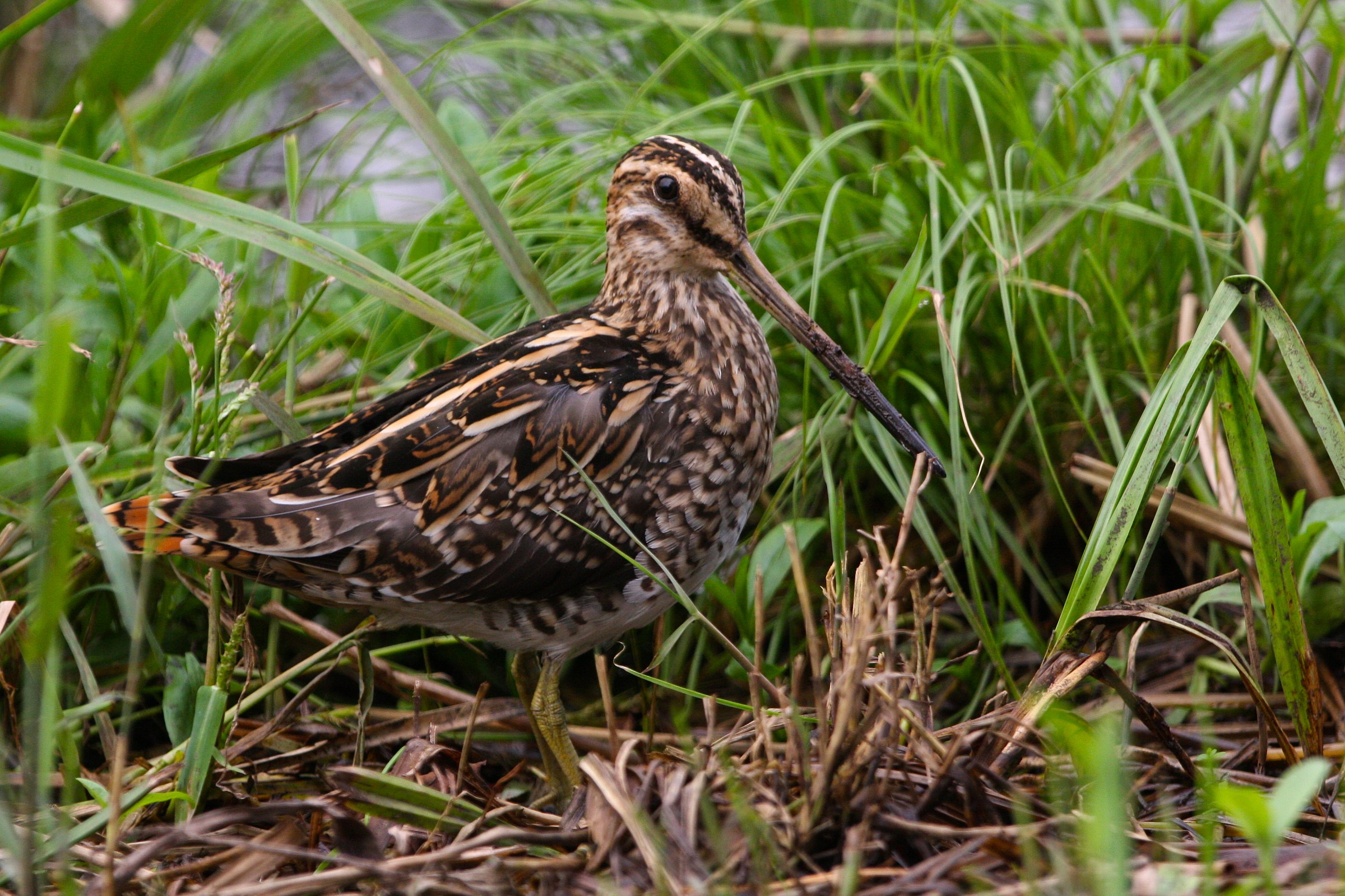 Snipe