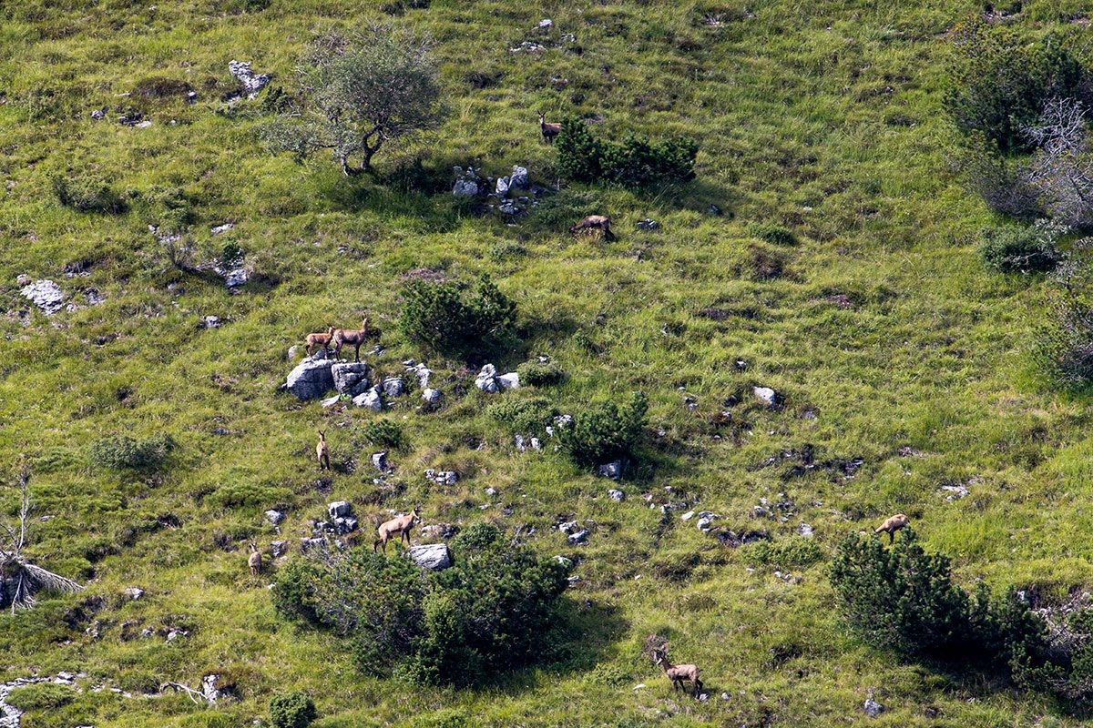 Camosci al pascolo..