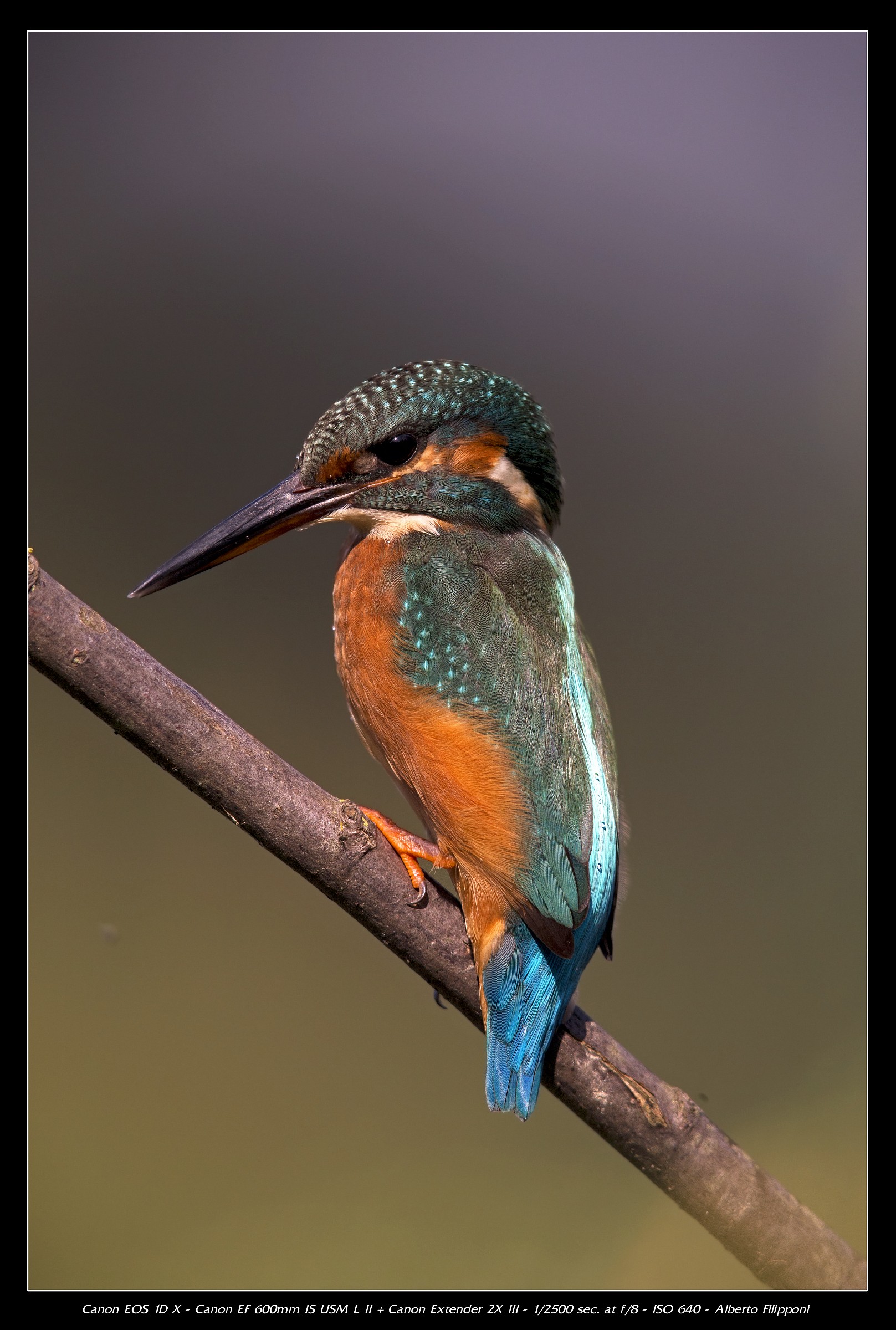 Kingfisher - Oasi Lipu Racconigi