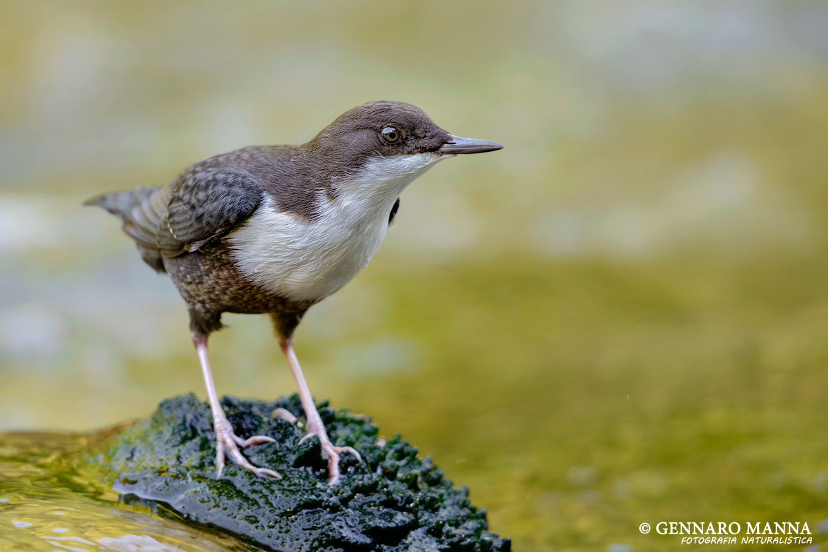 Merlo acquaiolo (Cinclus cinclus)