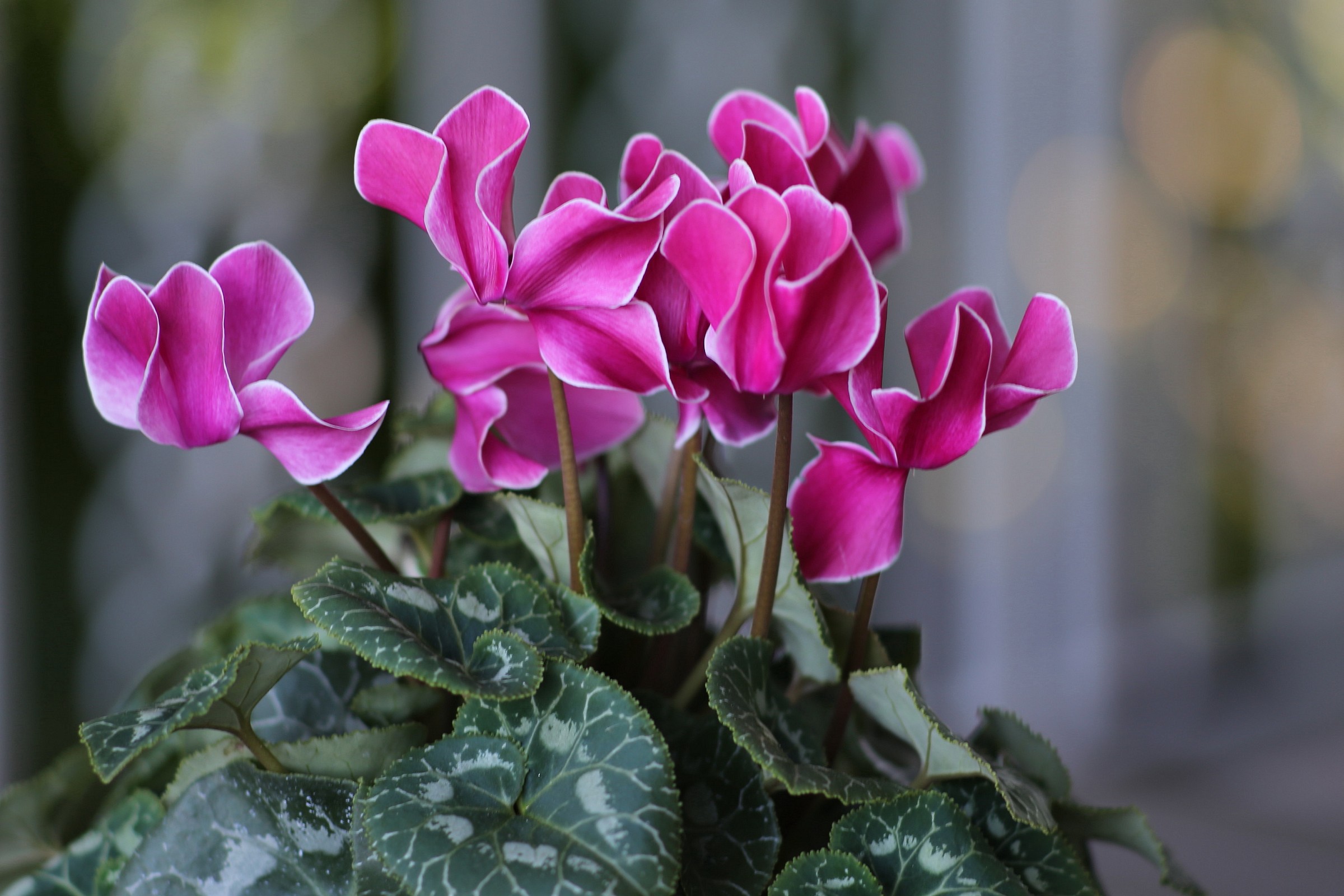 cyclamens