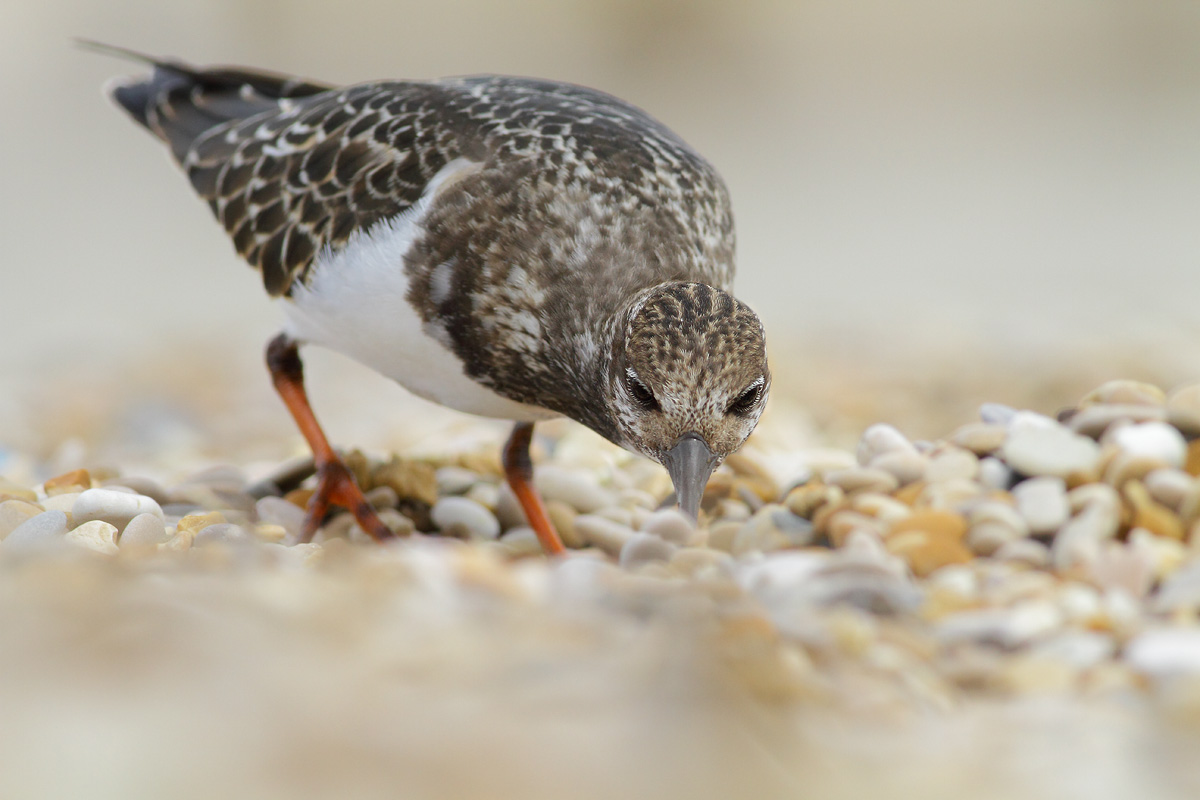 Turnstone