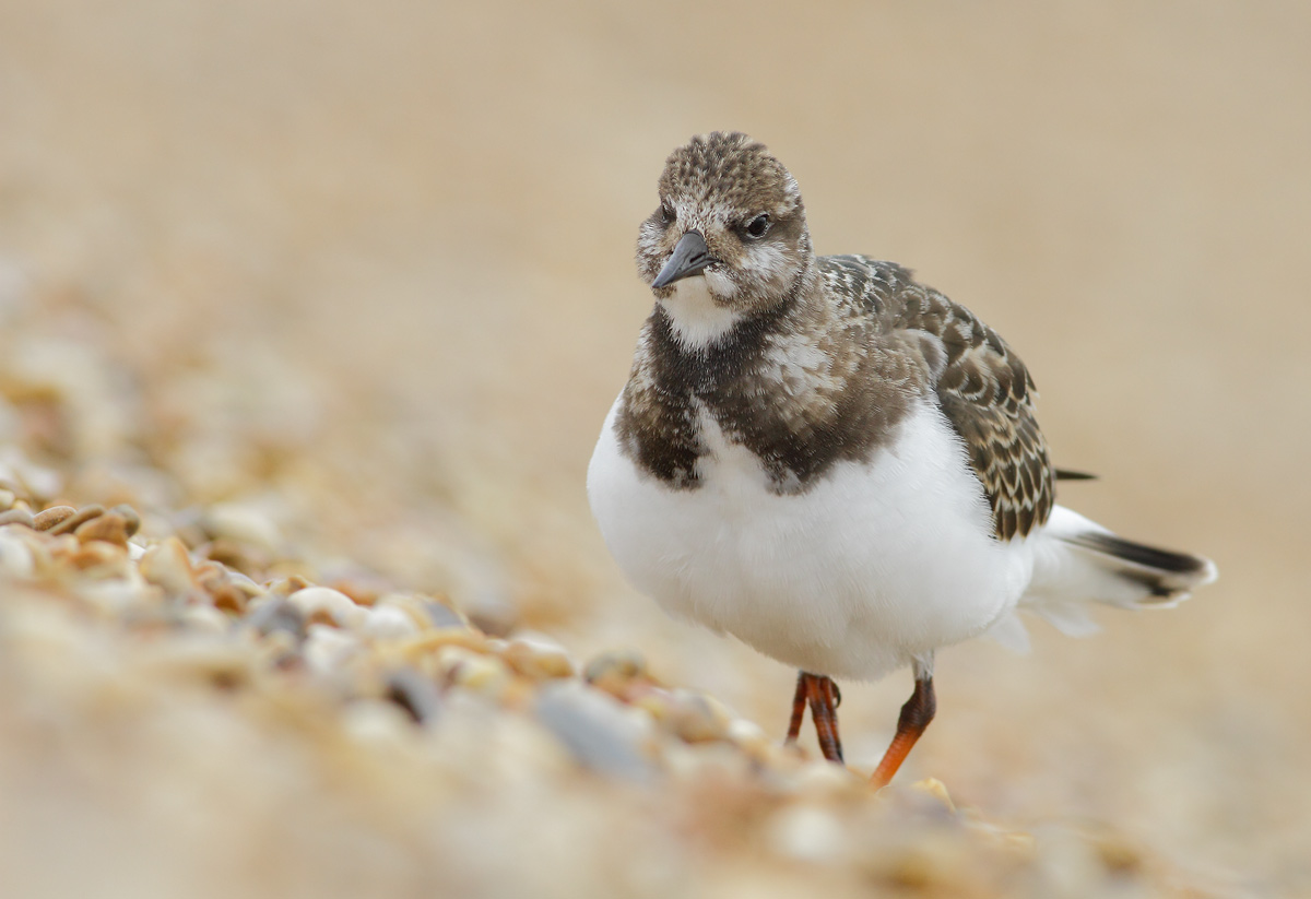 Turnstone