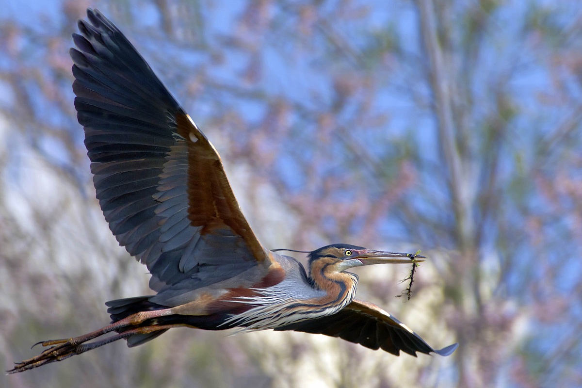 Purple Heron in flight