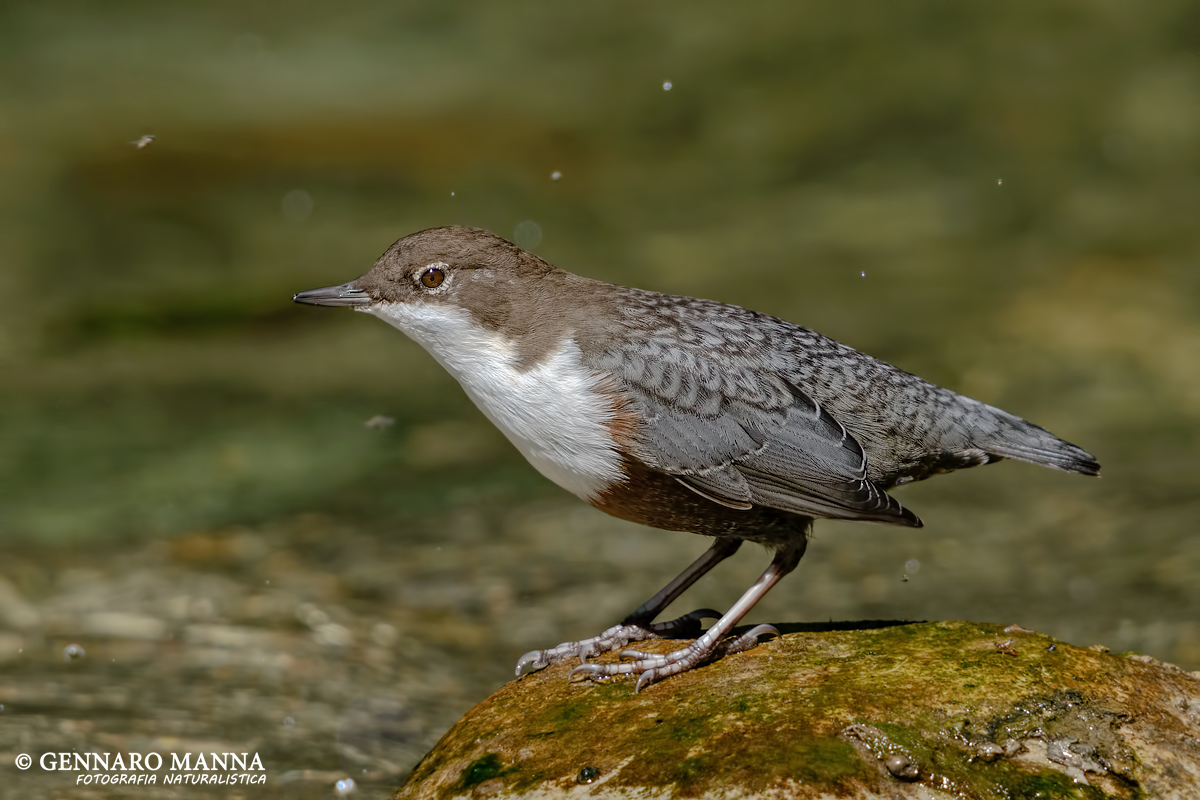 Merlo acquaiolo (Cinclus cinclus)