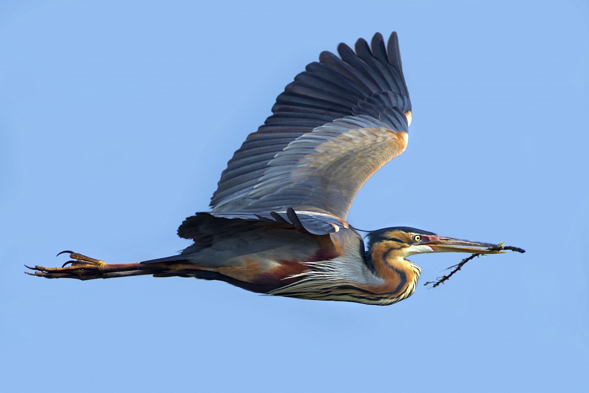 Purple Heron in flight