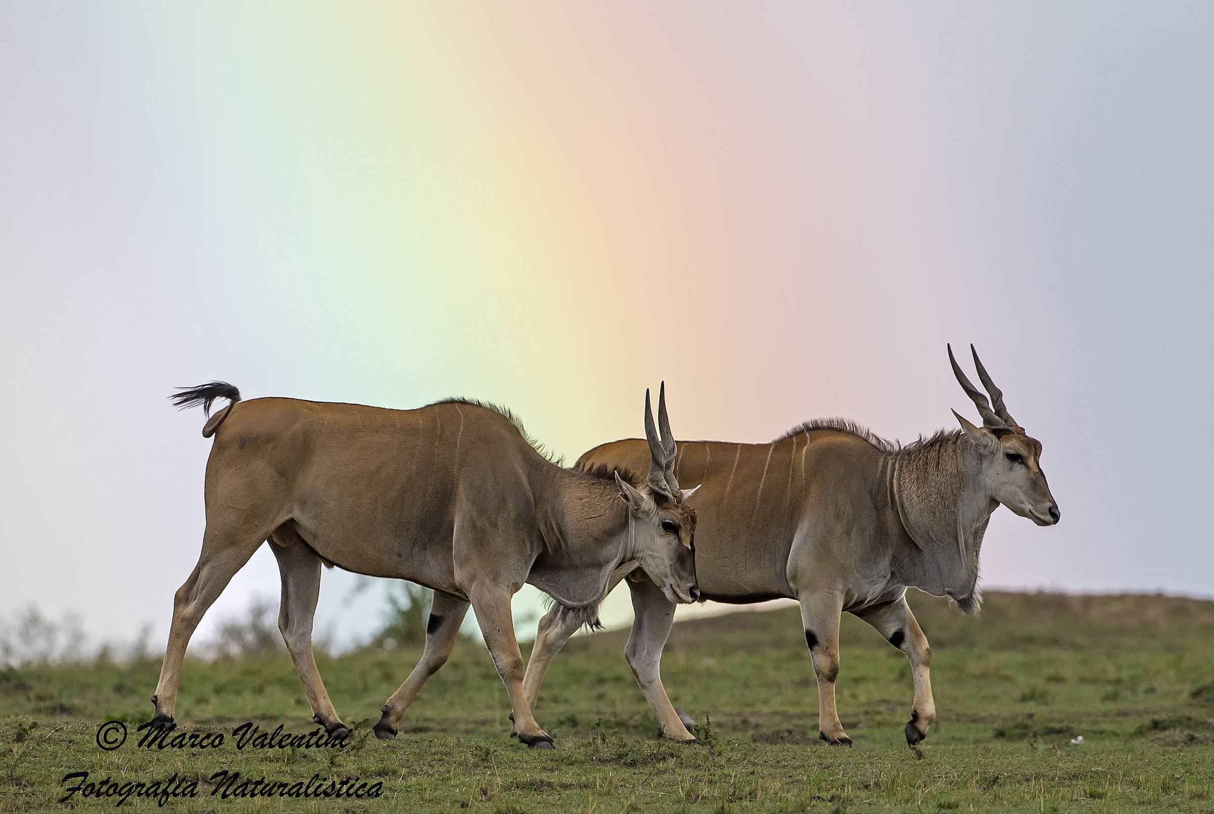 Eland colors
