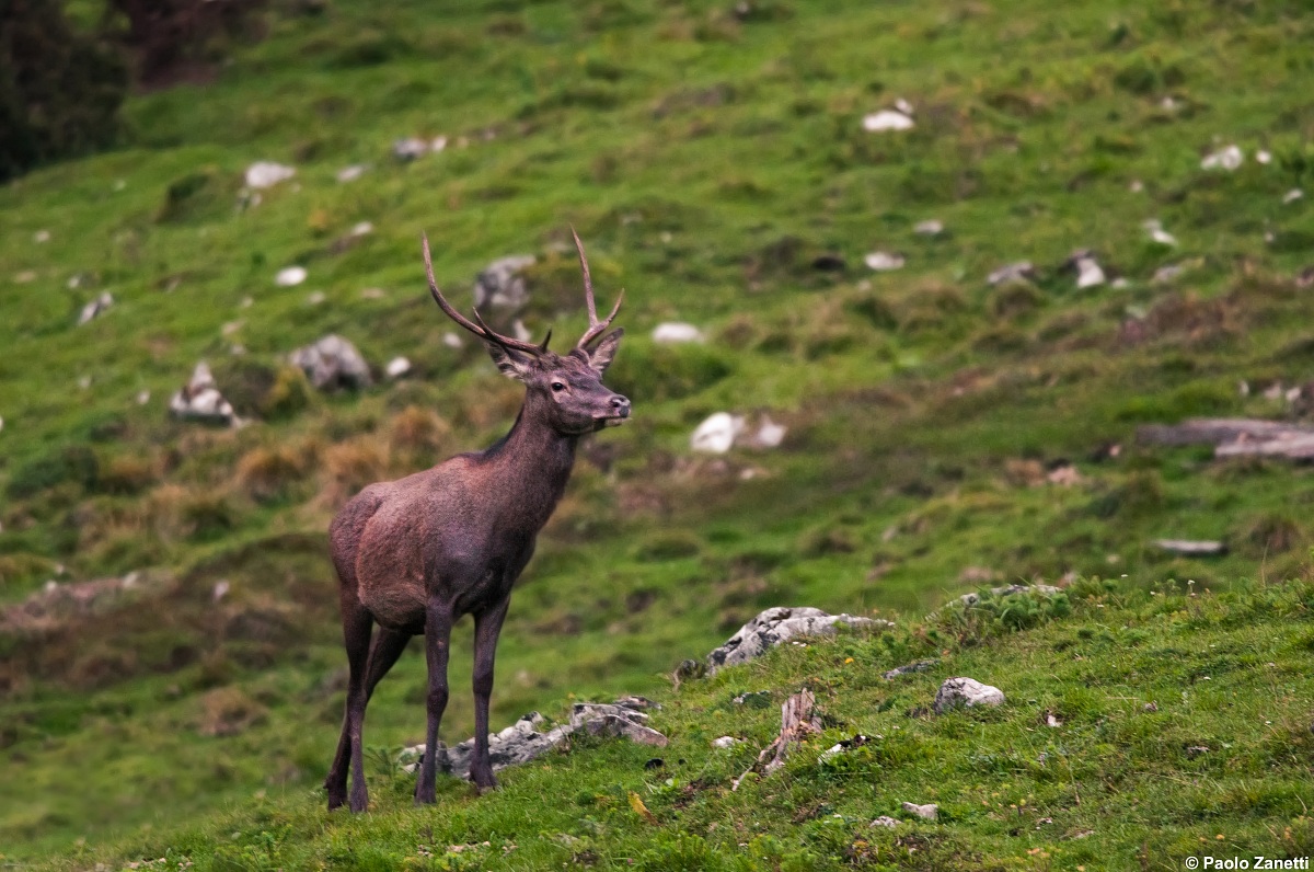 Young Stag