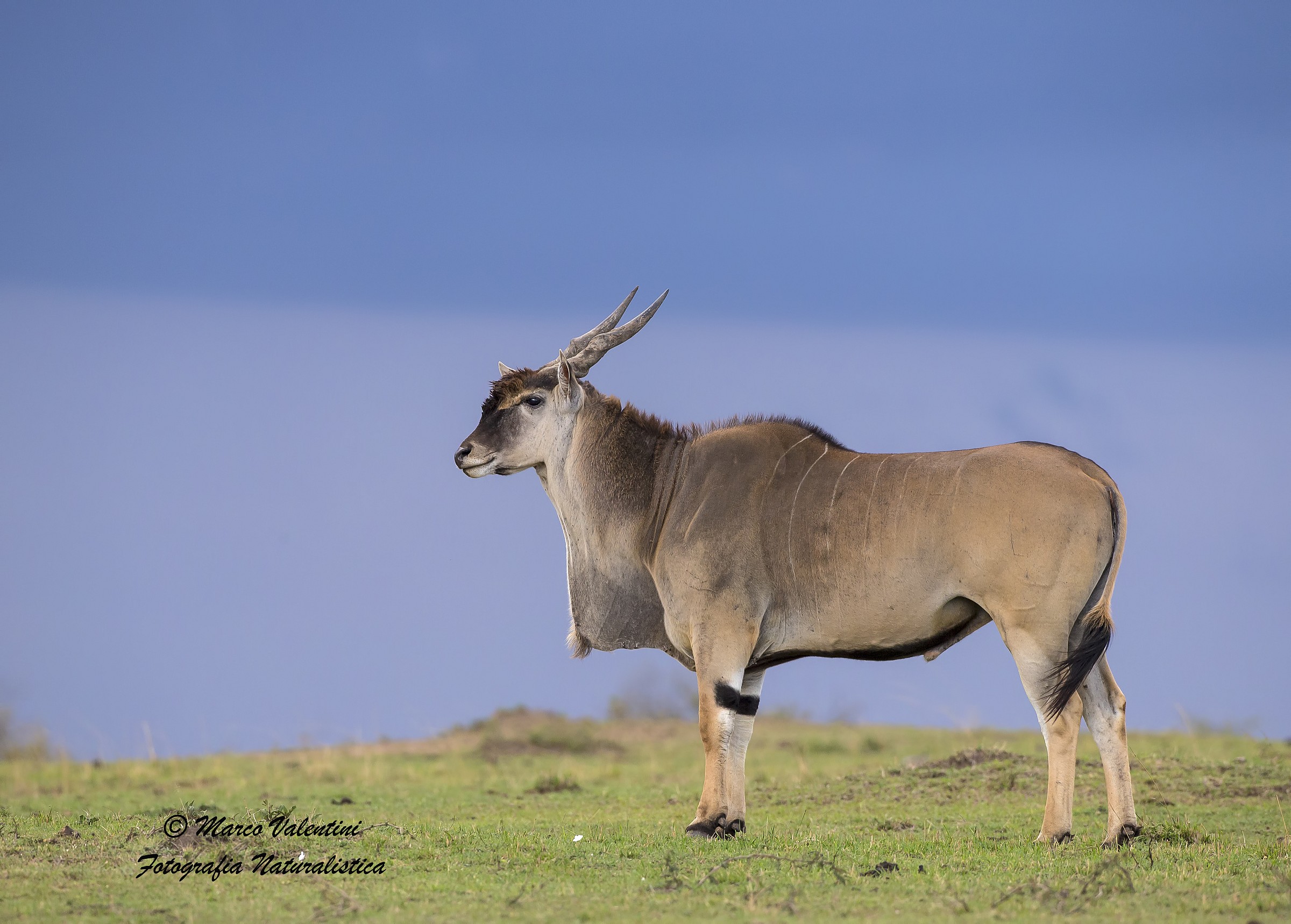Eland