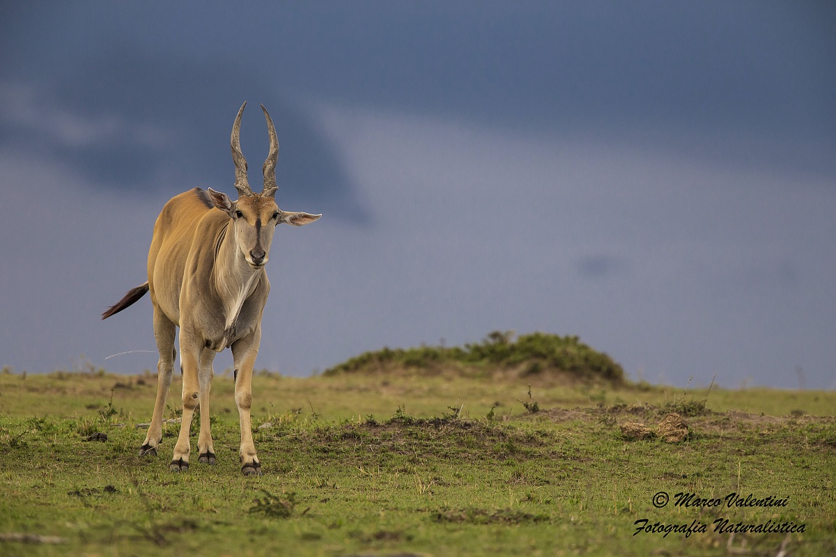 Eland