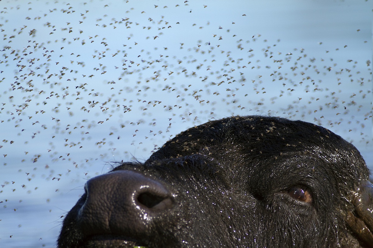 God, how many flies!