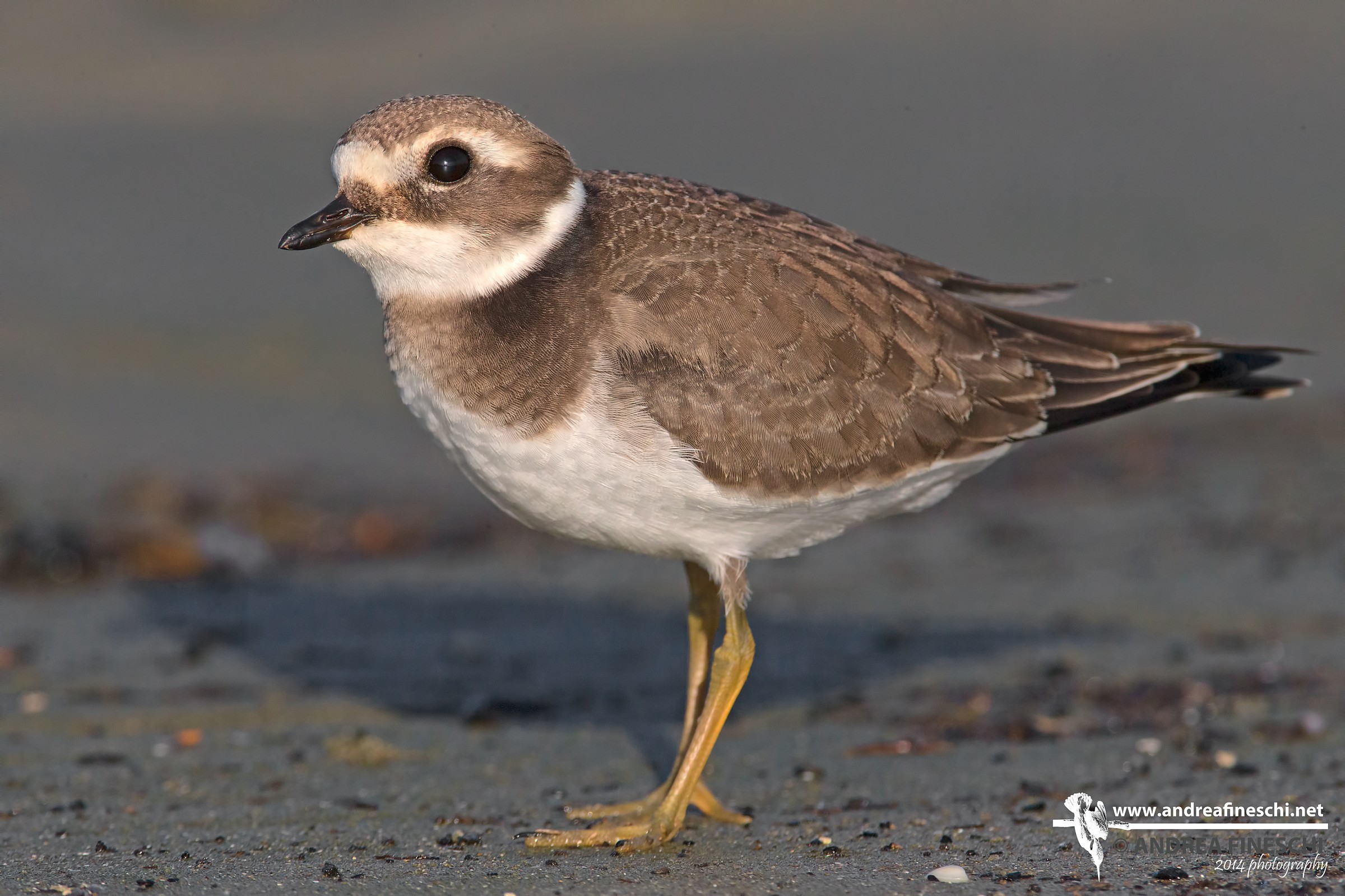 Giovane corriere grosso a pieno fotogramma