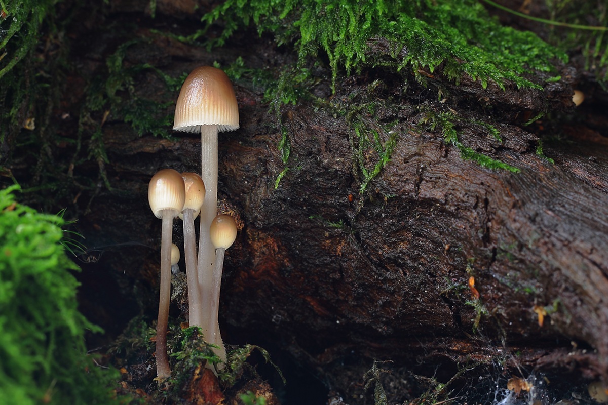 Where are you taking today Mom? (Family Mycena)