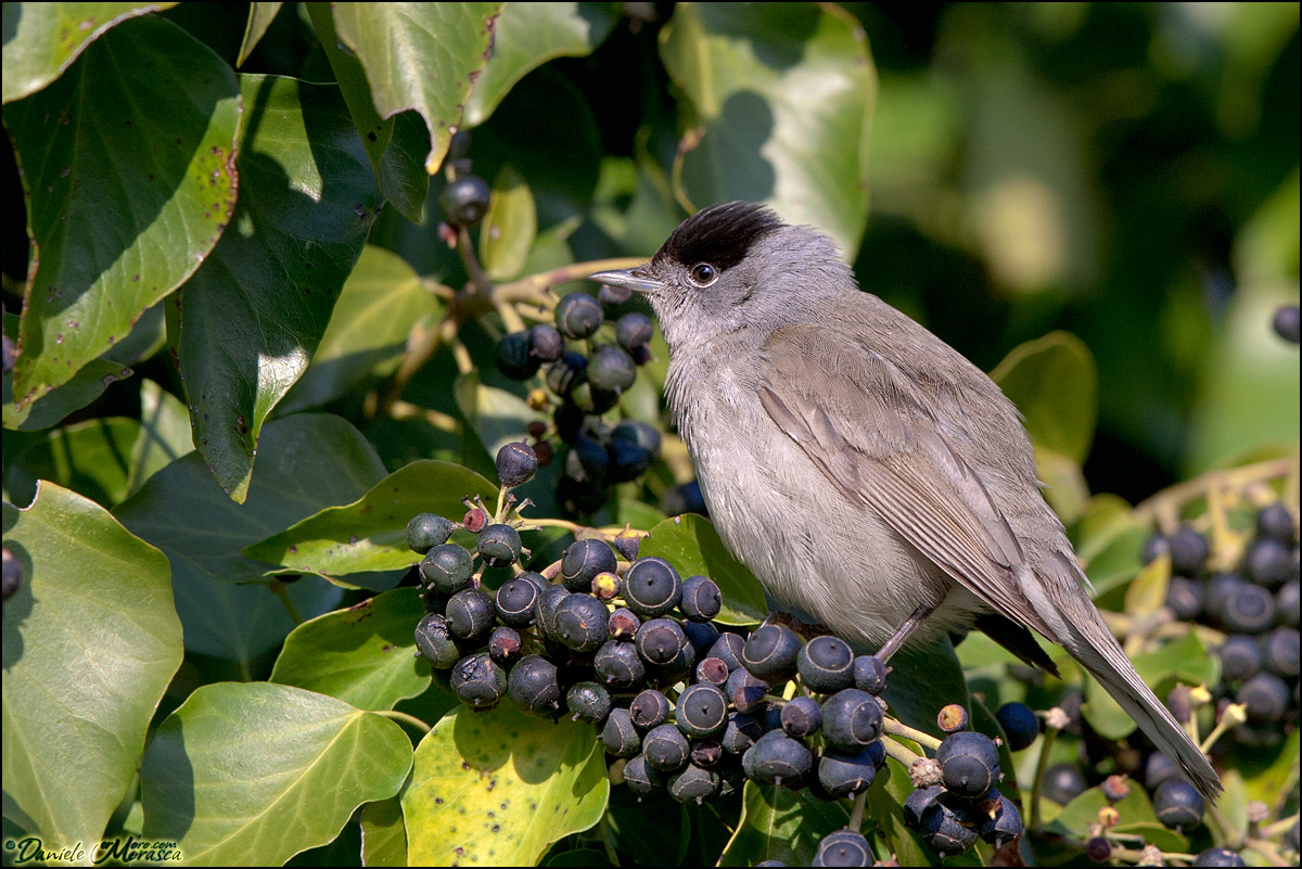 Capinera Maschio (Sylvia atricapilla)