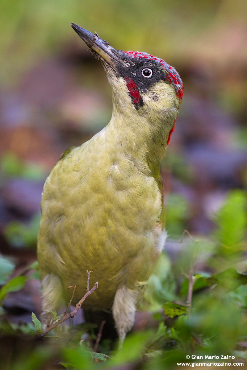 Picus viridis / Green Woodpecker