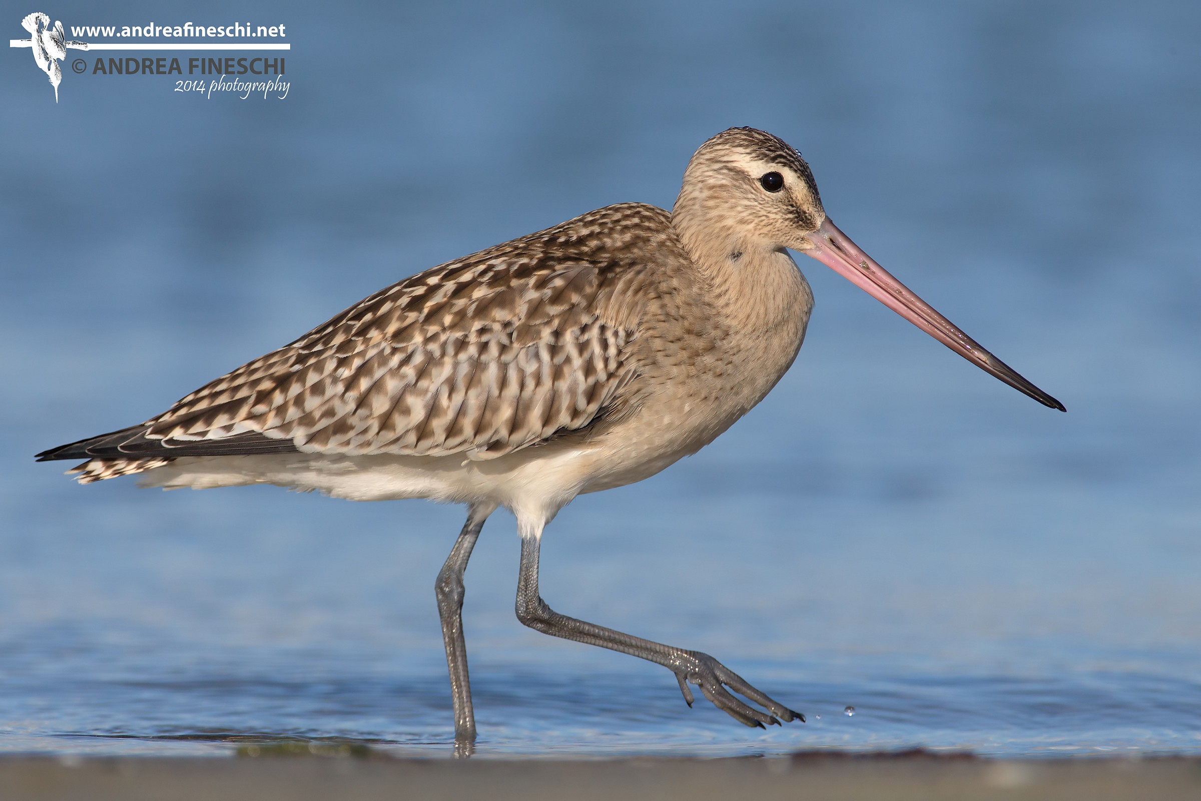 La mia prima Pittima minore nell'autunno 2014