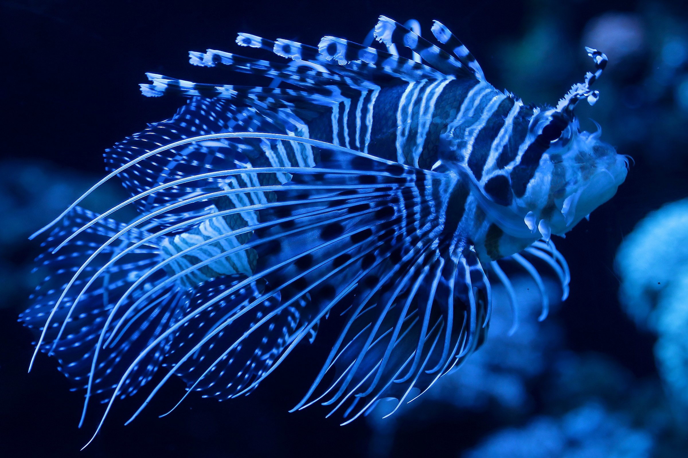 lion fish