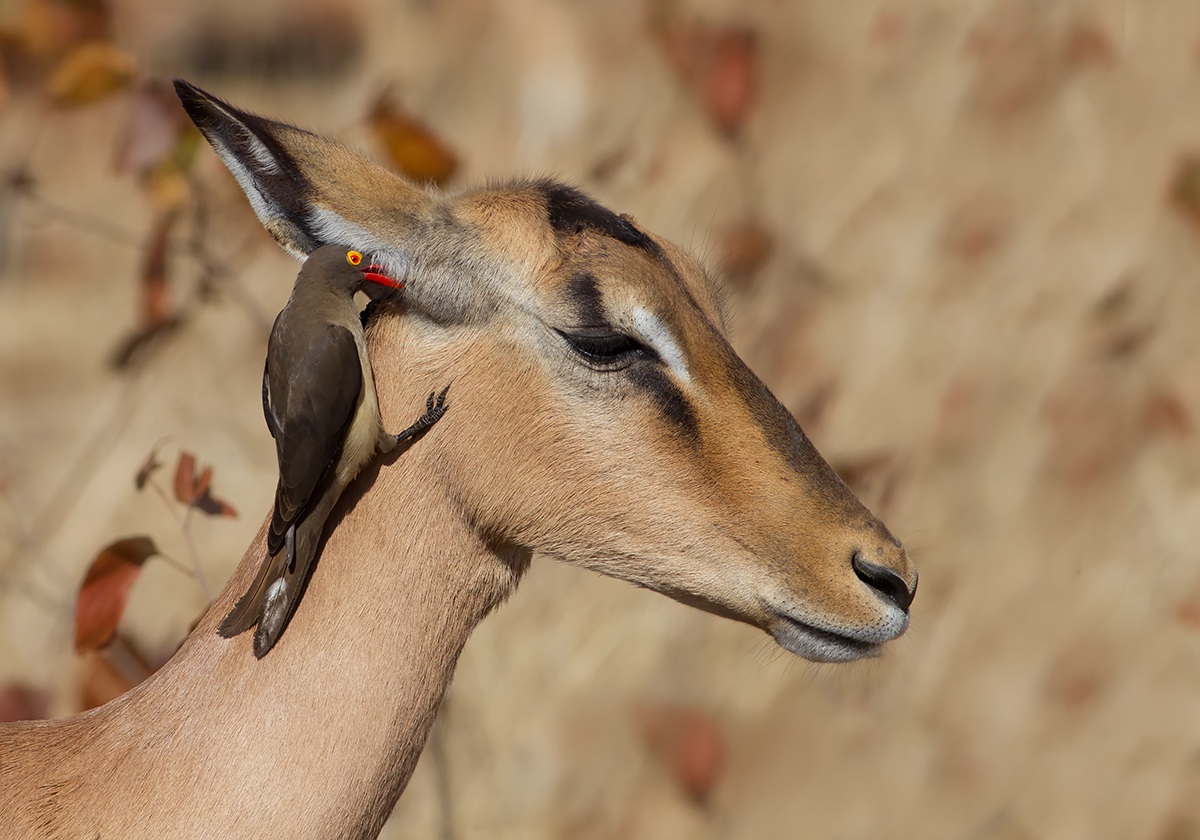 Ti racconto un segreto