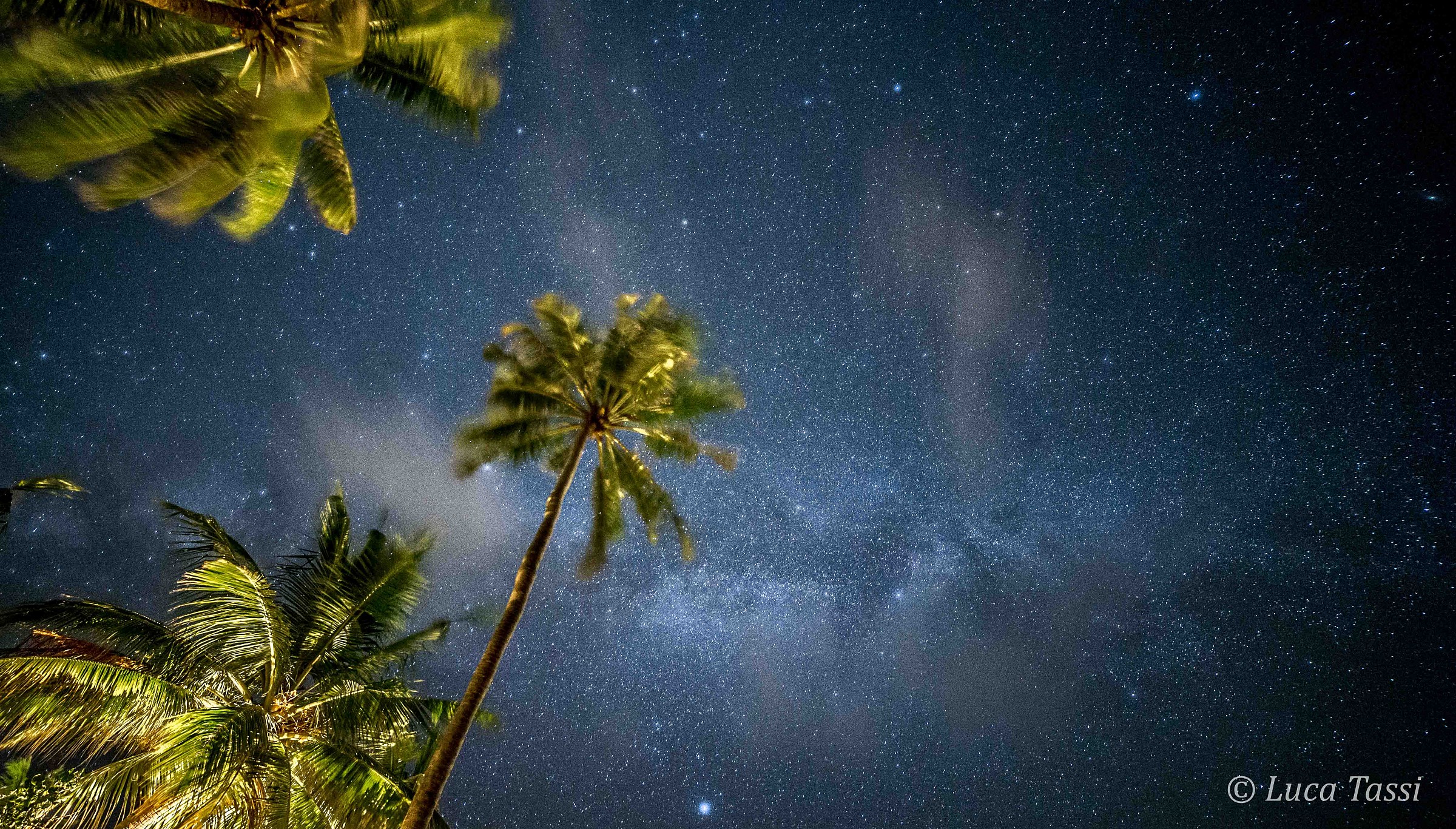 Milky Way under palms