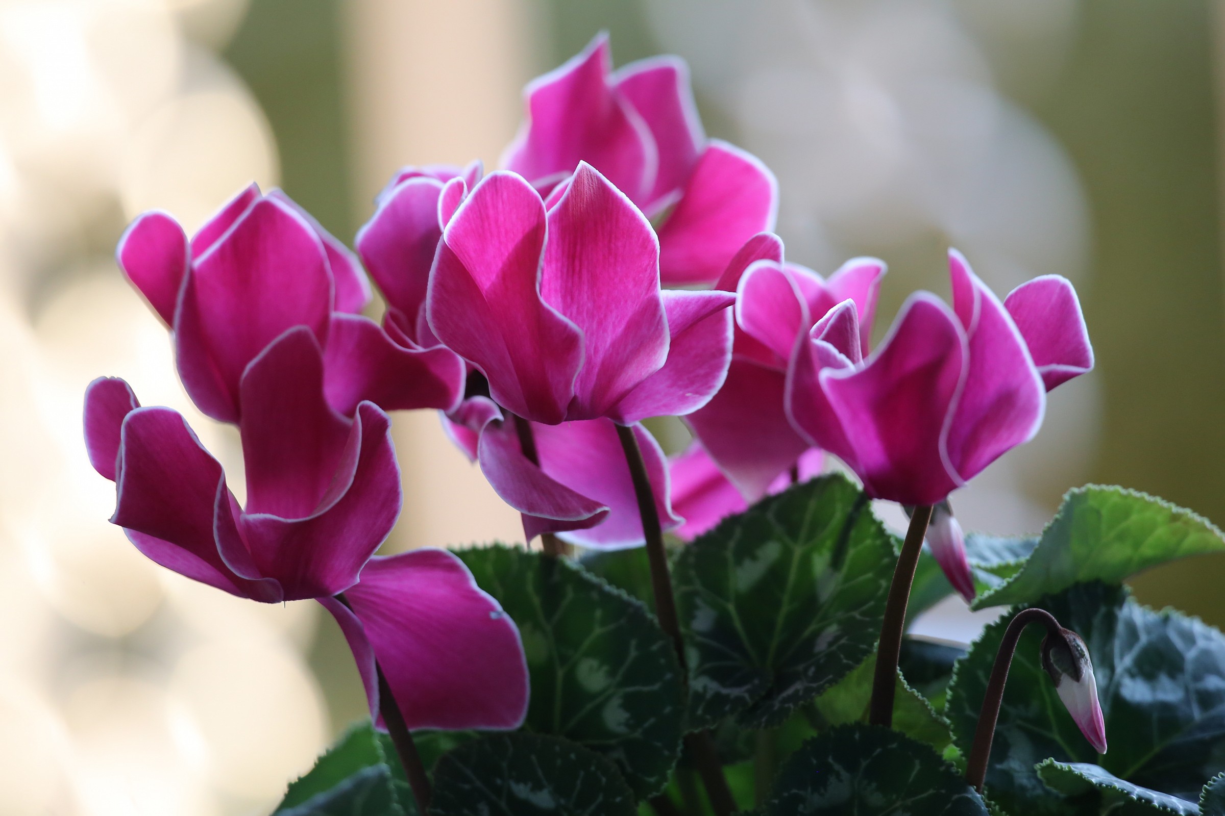 cyclamens
